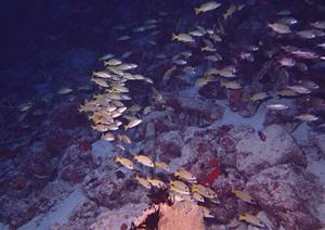 格安なのにリフト券付きのスキーツアー