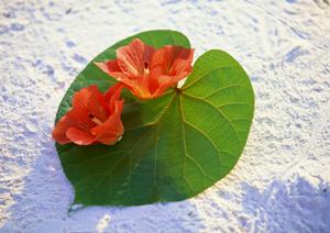 透き通った青い海を満喫するツアー